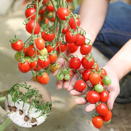 蔬菜苗优质多种疏蔬莱菜苗种苗茄子幼苗番茄辣椒阳台盆栽农家家庭种植