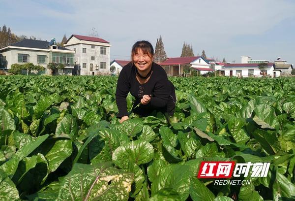 安乡安兴村:小蔬菜撑起扶贫产业链 稳就业拔掉"穷根子"