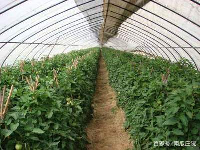 大棚种植优化:蔬菜秸秆直接还田就地肥料化技术